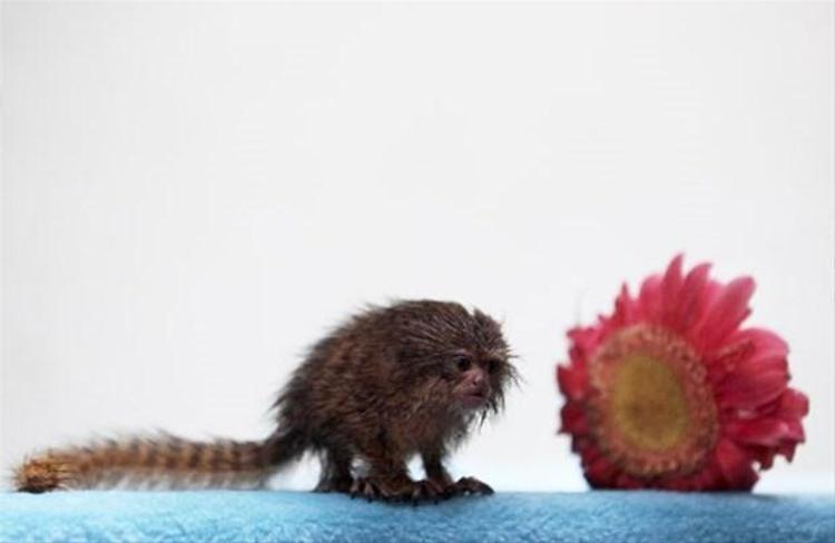 Pigme Marmoset adıyla bilinen bu canlı Peru´da bulundu ve kendisi dünyanın en küçük maymunu.