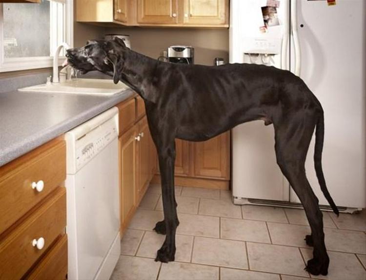 Dünyanın en uzun köpeği Zeus. Ayak omuz uzunluğu 111 cm. Ayakları üzerinde yükseldiğinde ise 2.13 metre