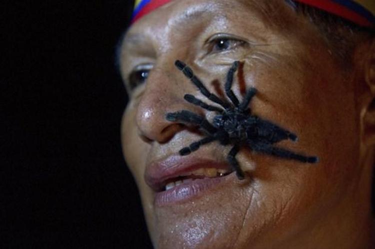 Ekvador´dan Gabriel Guallo. Deliliğin vücut bulmuş hali. Vücudunda 250 tarantula taşıma rekoru.