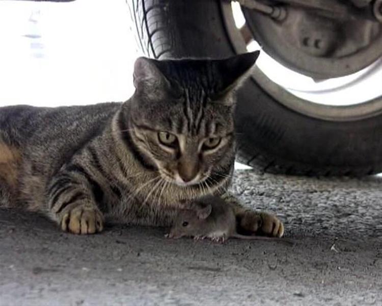 Gerçek bir Tom ve Jerry hikayesi