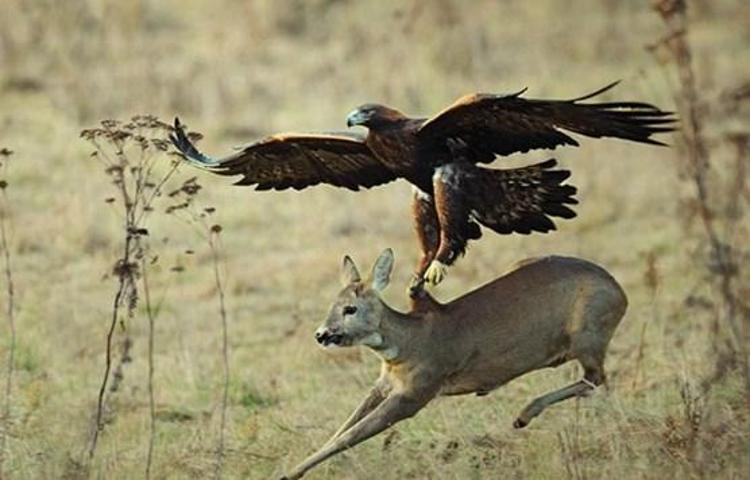 Kartalın vahşi avı böyle görüntülendi