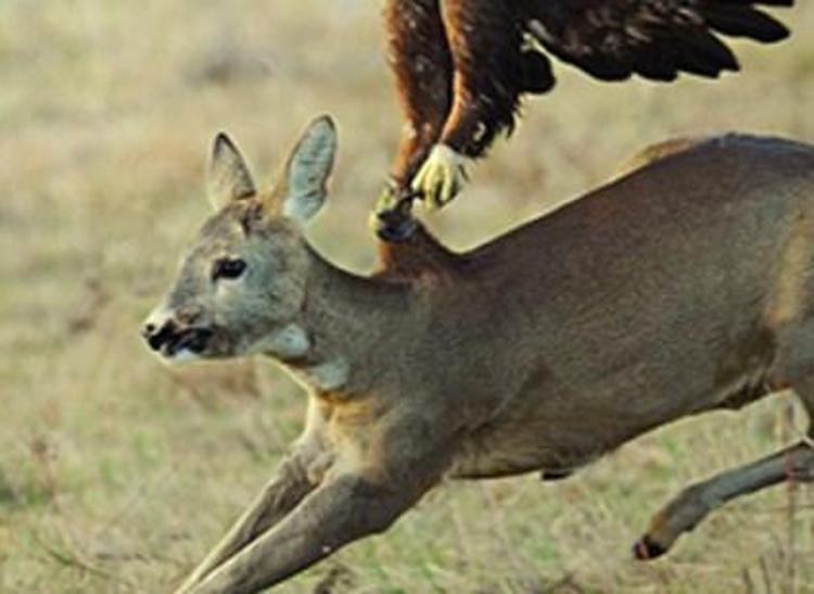 Kartalın vahşi avı böyle görüntülendi