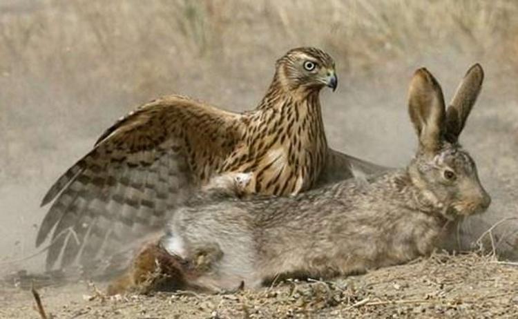 Kartalın vahşi avı böyle görüntülendi