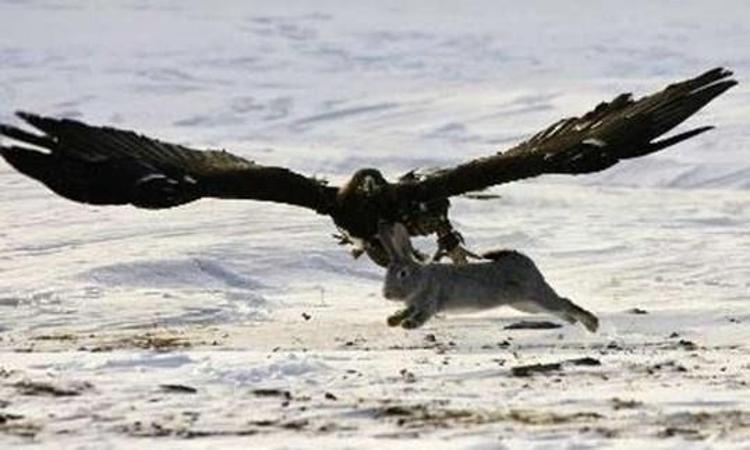 Kartalın vahşi avı böyle görüntülendi