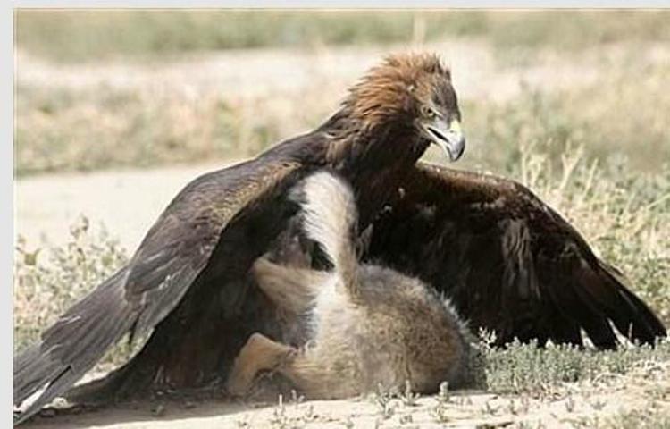 Kartalın vahşi avı böyle görüntülendi