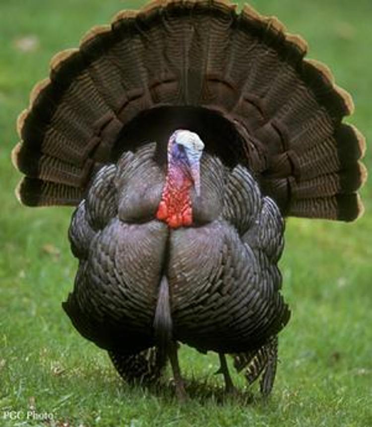 HİNDİ: İstiridyeden daha fazla çinko ihtiva eden hindi, protein açısından zengindir ve cinsel isteği artırır, yılbaşı gelmeden de yenilebilir.