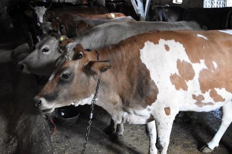 Kurban Bayramı yasakları belli oldu Tek tek açıklandı 15 gün...