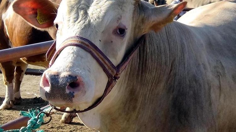Kurban Bayramı yasakları belli oldu Tek tek açıklandı 15 gün...
