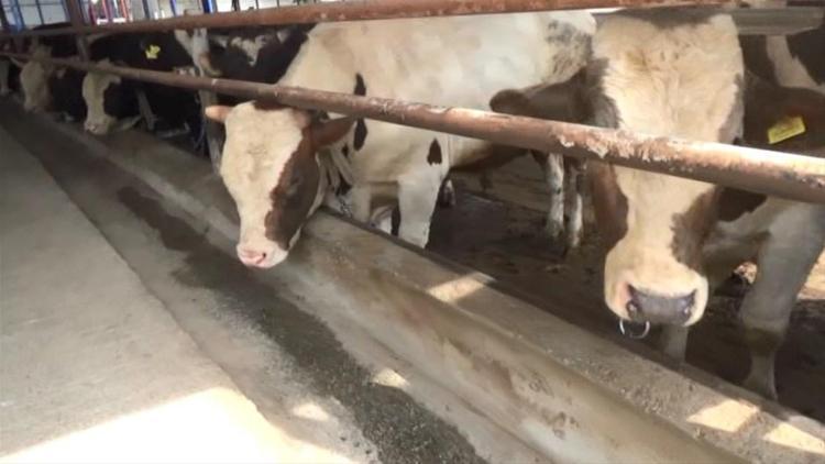 Kurban Bayramı yasakları belli oldu Tek tek açıklandı 15 gün...