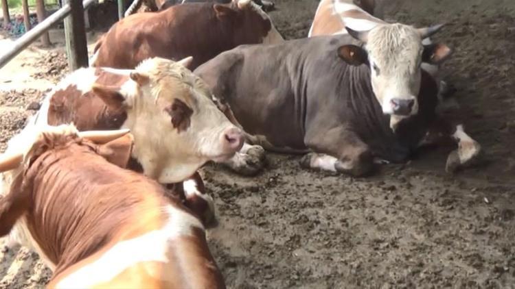 Kurban Bayramı yasakları belli oldu Tek tek açıklandı 15 gün...