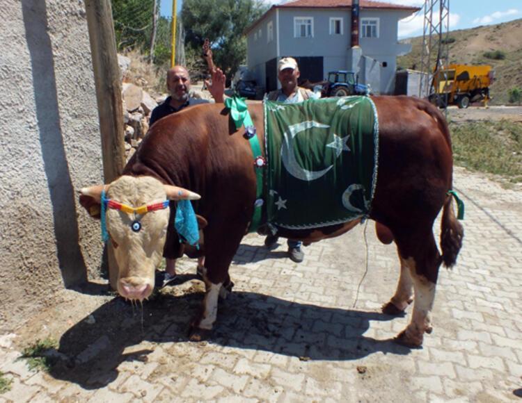 Hayvan kesilmeden bayıltılabilir mi
