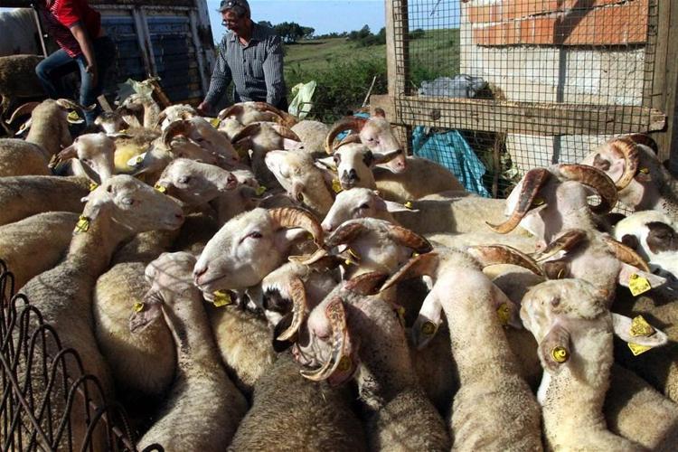 Kurban keserken abdestli olmak şart mı