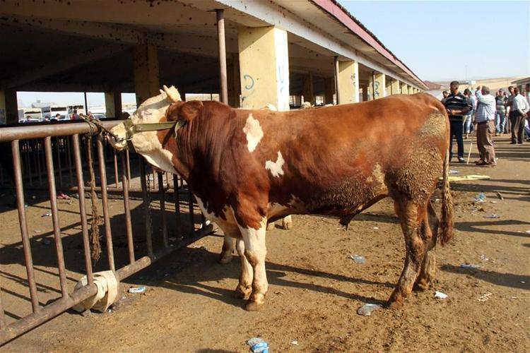 Hacda kesilen kurban ile evimizde kestiğimiz kurban aynı mı