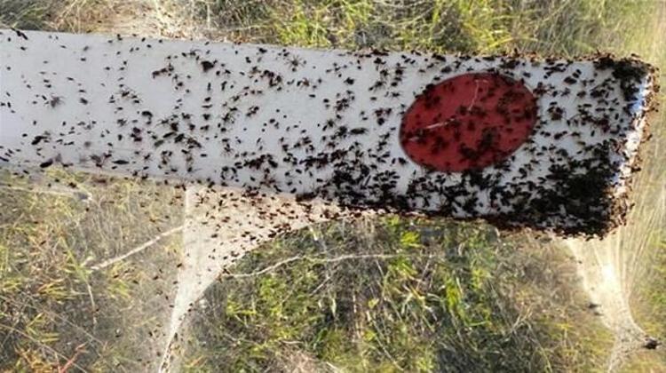 Şiddetli yağışın neden olduğu sel olaylarında yer altında yaşayan canlıların hızla topluca dışarı çıktığını ve ipeklerini kullanarak ağ ördüğünü dile getiren Lowe, örümceklerin bu şekilde yüksekte kalmaya çalıştıklarını ifade etti. Böcek ilaçlama uzmanı Dave Johnson da sel nedeniyle yaşamak için yer arayan örümceklerin, kemirgenlerin, yılanların yer değiştirebileceğine değinerek, sel suları çekildiğinde canlıların eski yerlerine döneceğini aktardı.