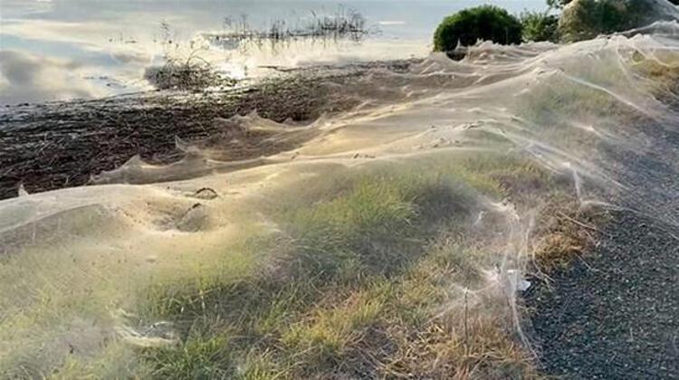 Sosyal medyada paylaşılan görüntülerde, tabelaların ve bazı arazilerin balonlama adı verilen örümcek ağı ile kaplandığı gözlendi.