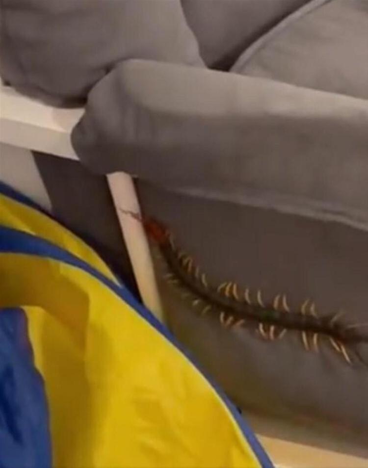 Kırkayaklar her ne kadar korkunç görünseler de çoğunlukla zararsız hayvanlar olarak biliniyor. Kuzey Amerika’daki en büyük kırkayaklar ise bu videoda görüldüğü kadar olabiliyor ve onlar kertenkele ve kemirgenlerle hatta kurbağalar ile bile beslenebilirler.