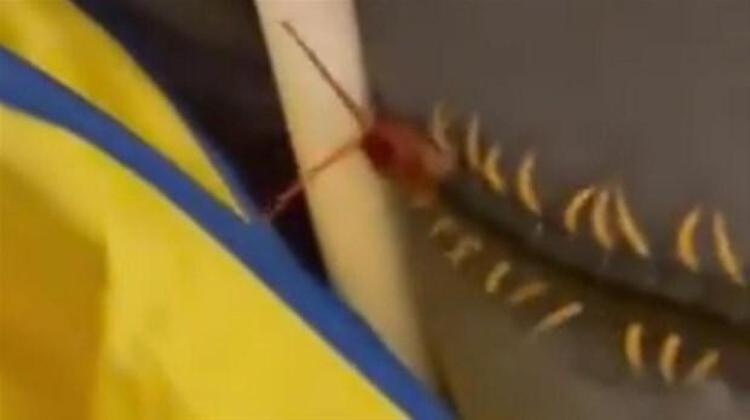 Daha önce de korkunç boyutlarda bir kırkayak eve girdi ve bebek odasındaki koltuğa tırmandı. Bu anları kamera kaydına alan ev sahibi, Twitter üzerinden yaşadığı dehşet anlarını paylaştığı bir not yazdı. Böceğin nereden girdiğini çözmek için büyük efor harcadığını söyleyen baba, yetkililerle direkt irtibata geçtiğini söyledi.