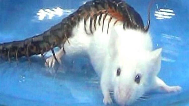 Uzmanlar, kırkayakların yavrular yuvalarda dinlenirken saldırdığını ve güçlü zehri enjekte ettiğini ifade ediyor. Zehir etkisini gösterince yavrular bir nvi felce uğruyor ve kırkayaklar bu yavruları canlı canlı yiyor. Kurbanların kalıntılarını inceleyen araştırmacılar, kırkayakların her yıl 2 bin 109 ila 3 bin 724 yavru kuş tükettiğini tahmin ediyor.