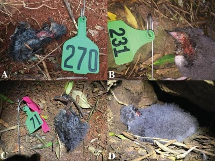 The American Naturalist isimli hakemli bilimsel dergide yayımlanan yeni araştırmada bu canlıların Phillip Adası’nın en önemli yırtıcıları olduğu anlaşıldı. Bulgulara göre kırkayaklar, her yıl binlerce yavru kara kanatlı kuşu avlıyor. Latince ismi Pterodroma nigripennis olan kara kanatlı deniz kuşları, yuvalarını yerlere kuruyor. Bu nedenle yavruları, kırkayakların birincil avları arasında yer alıyor.