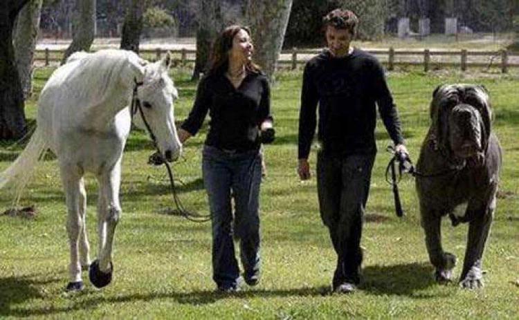 Dünyanın en büyük köpeği (ABD – Herkül / 1 metre – 128 kilo)