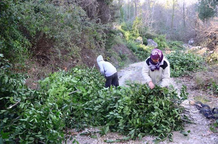 Paraya para demiyorlar Her yıl daha fazla verim elde ediliyor, 25 bin TL kazanç...