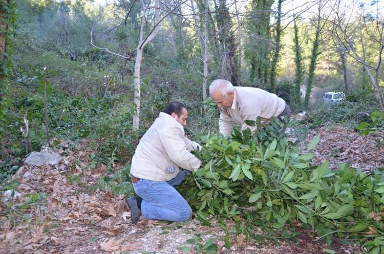 Paraya para demiyorlar Her yıl daha fazla verim elde ediliyor, 25 bin TL kazanç...