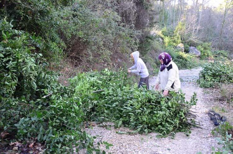 Paraya para demiyorlar Her yıl daha fazla verim elde ediliyor, 25 bin TL kazanç...