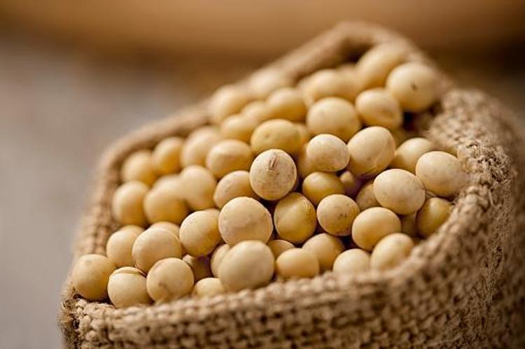 SOYA FASULYESİ