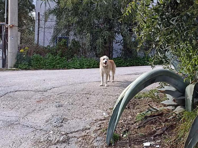 KÖPEĞİ ARKASINDAN BAKAKALDI