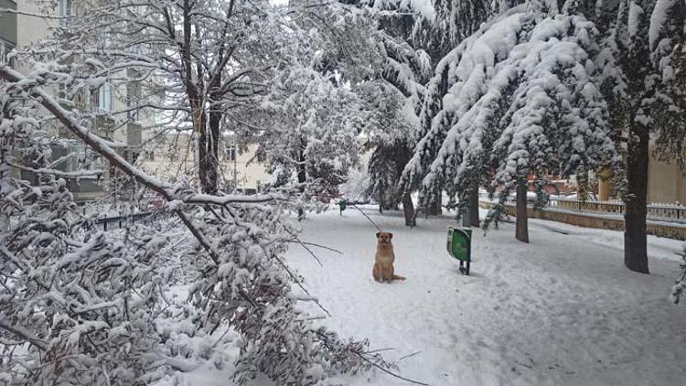 ORTA ve DOĞU KARADENİZ