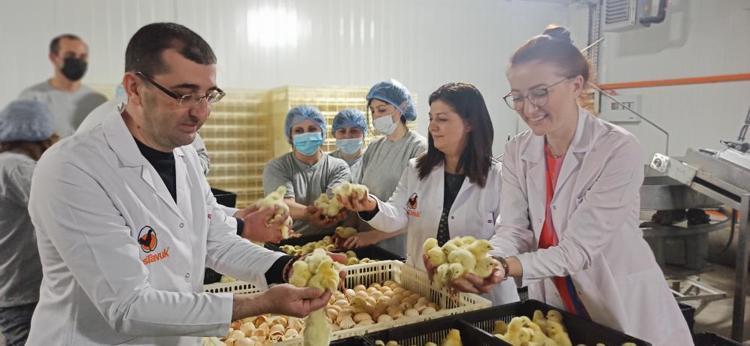 Türk civcivi Gürcistan’dan dünyaya yayılıyor