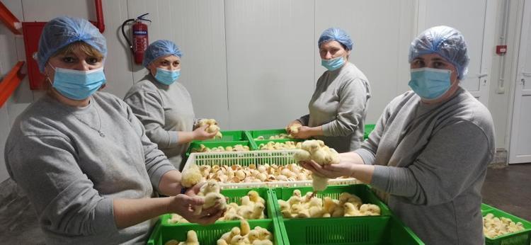 Türk civcivi Gürcistan’dan dünyaya yayılıyor