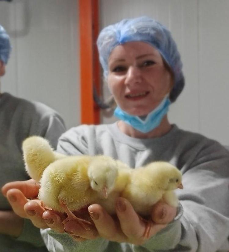 Türk civcivi Gürcistan’dan dünyaya yayılıyor