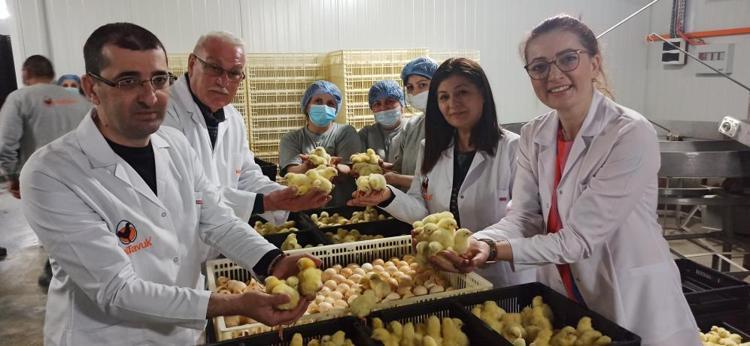 Türk civcivi Gürcistan’dan dünyaya yayılıyor