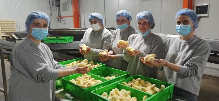 Türk civcivi Gürcistan’dan dünyaya yayılıyor