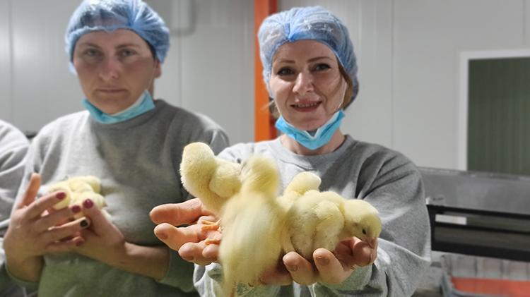 Türk civcivi Gürcistan’dan dünyaya yayılıyor
