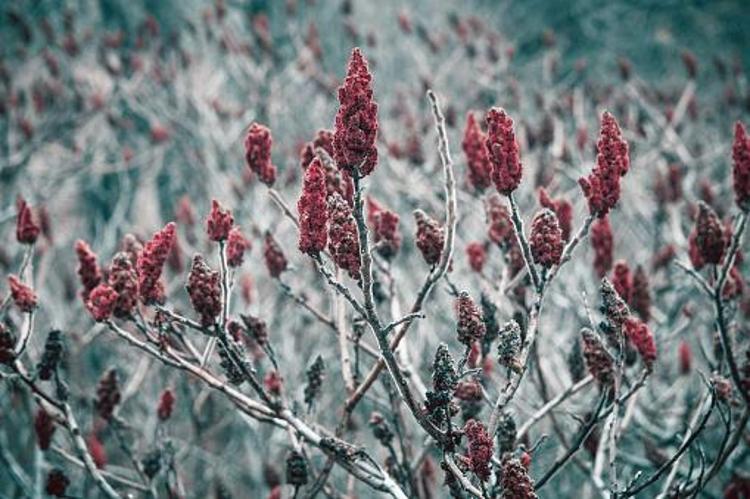 GARGARA YAPILDIĞINDA BOĞAZ AĞRISINI KESİYOR