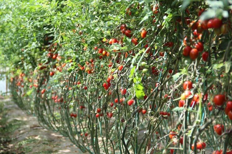 Yeni mahsullerle mayıs ayında fiyatlar iyice ucuzlayacak