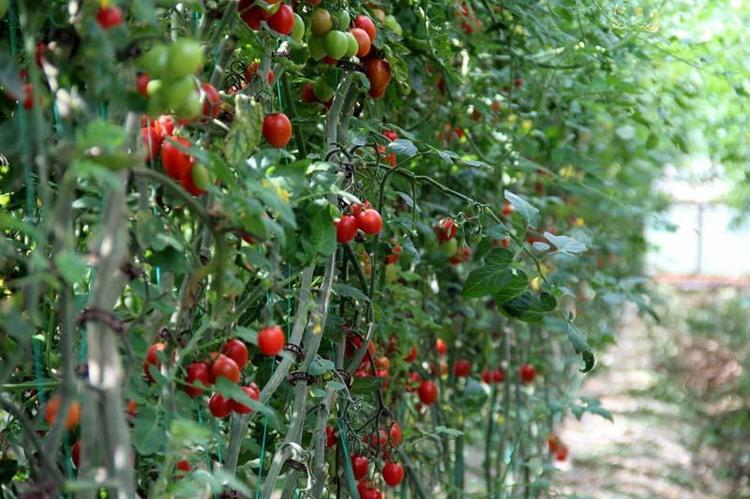 Yeni mahsullerle mayıs ayında fiyatlar iyice ucuzlayacak