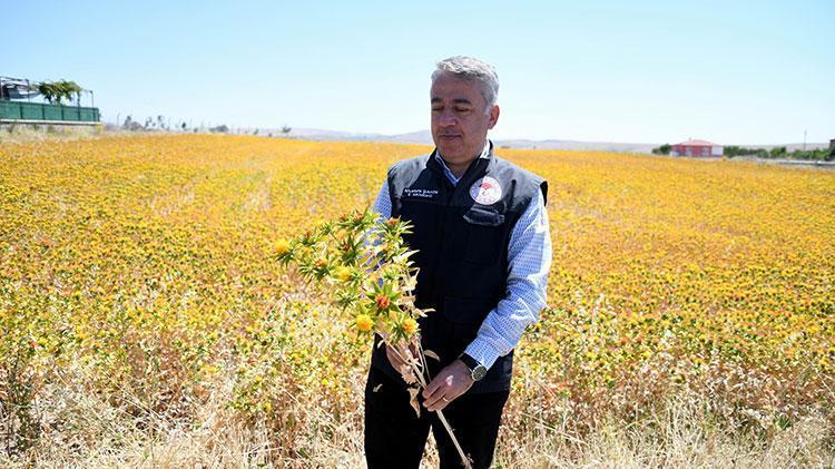 Kuru öksürüğü bıçak gibi kesiyor Kolesterolü anında düşürüyor, kan basıncını dengeliyor, felç ve yüksek tansiyon için şifa En fazla iki tatlı kaşığı...