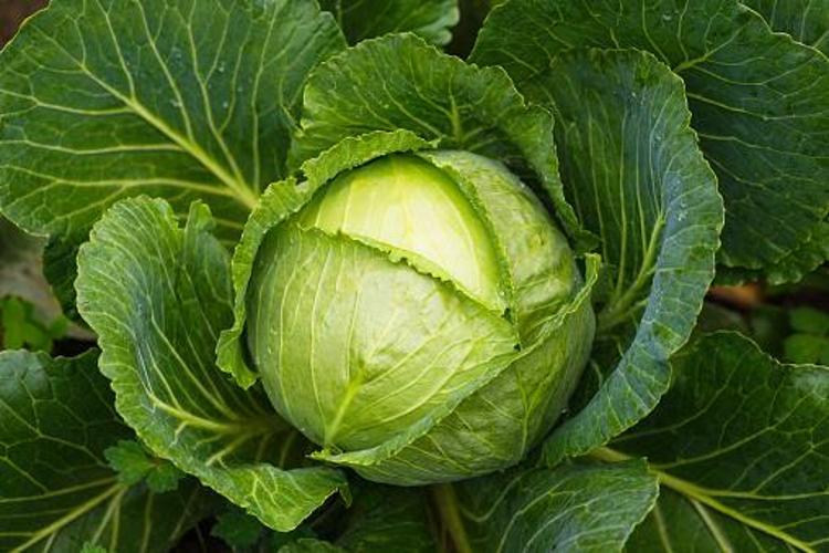 KALE