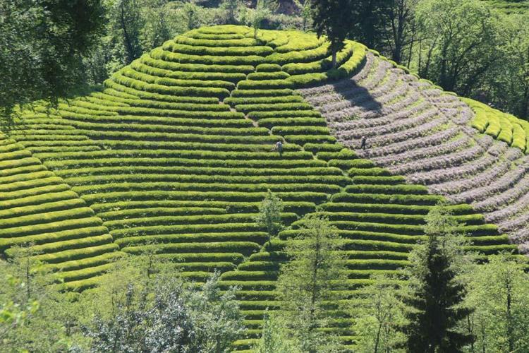 ÇAY - Rize