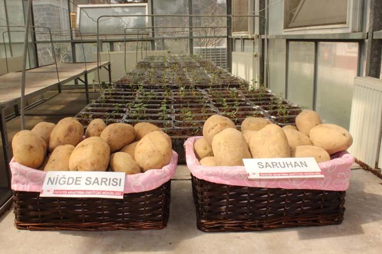 PATATES - Niğde