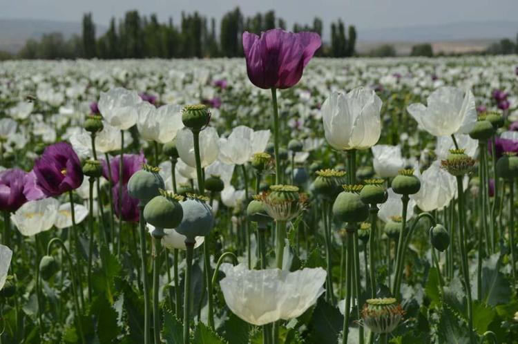 HAŞHAŞ - Afyonkarahisar