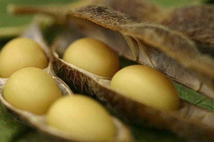SOYA FASULYESİ - Adana
