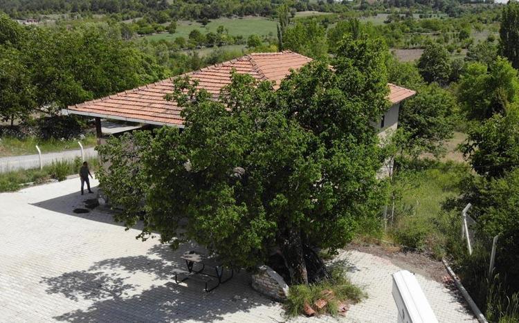 Kan şekeri seviyesini kontrol ediyor, kanserin her türlüsü ile savaşıyor Tam bir doğal antibiyotik, asırlardır şifa dağıtıyor...