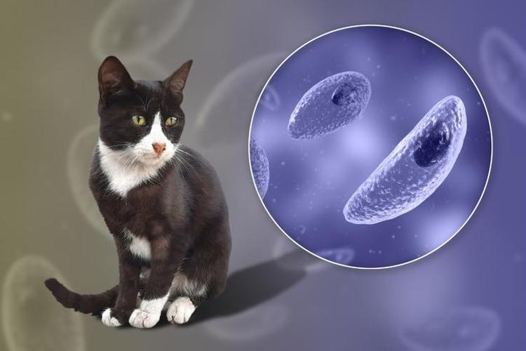 İnsanları çekici gösteren parazit Cinsel ilişki, kedi dışkısı, et ve sebze yoluyla bulaşıyor, dünya nüfusunun üçte birinde var...