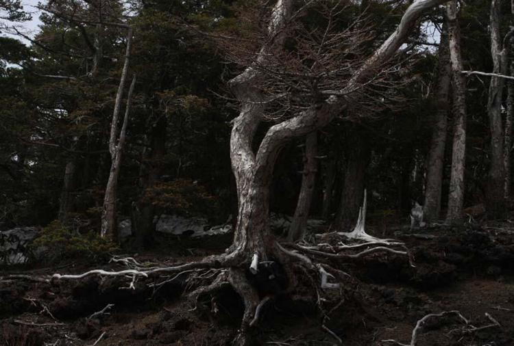 İntihar ormanı, Japonya