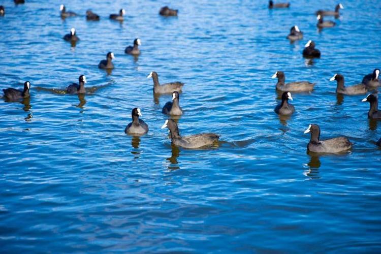 Hafta sonu piknik yapılacak en güzel yerler İşte İstanbul, İzmir ve Ankara’ya yakın 20 alan: Orman, göl, şelale ve deniz...