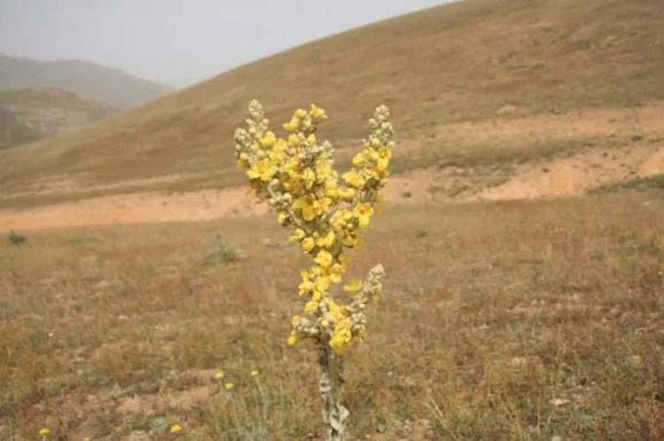 Sığır kuyruğu